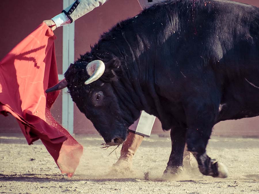 toro de lidia en página contáctanos